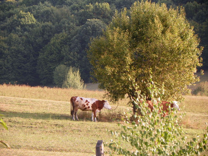 madame La Vache - z-Dobarland 2015
