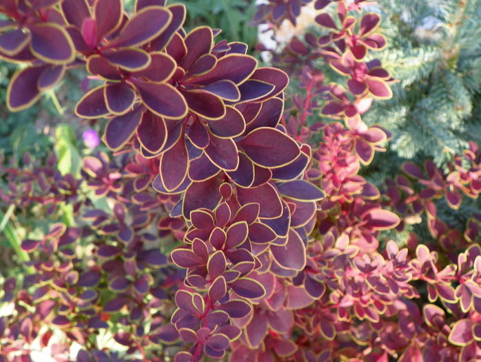 berberis Golden Ring - z-Dobarland 2015