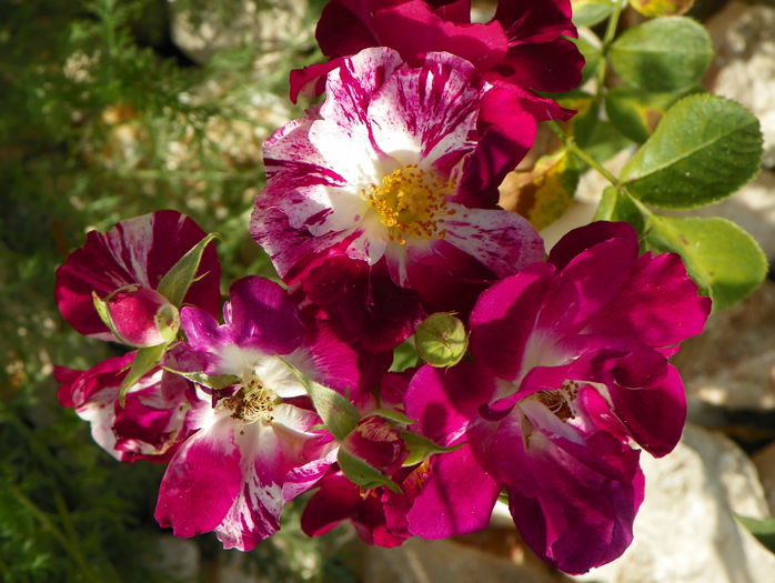 Purple Splash - Trandafiri 2015 2