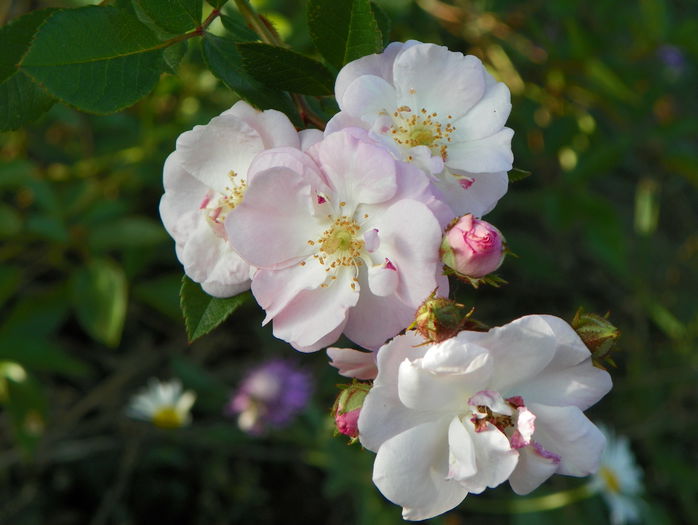 Perennial Blush - Trandafiri 2015 2