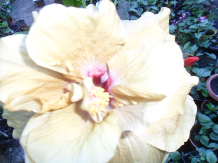 062