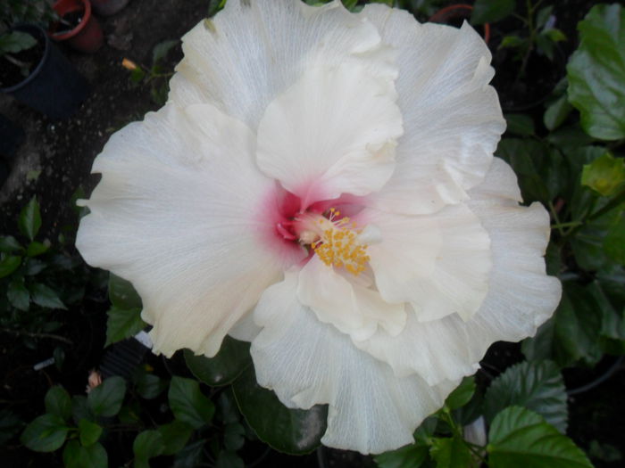 065