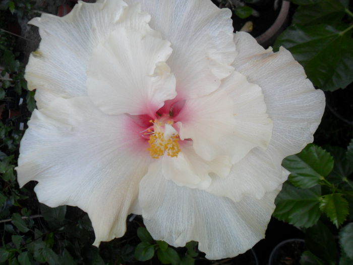 066