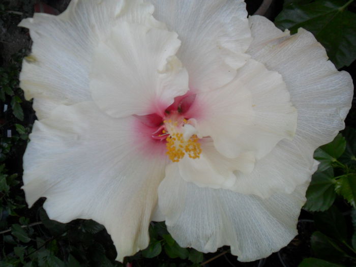 067
