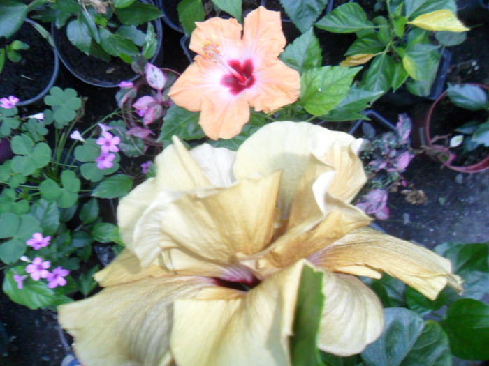 088