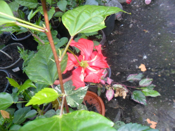 091