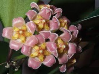 hoya davidcumingii