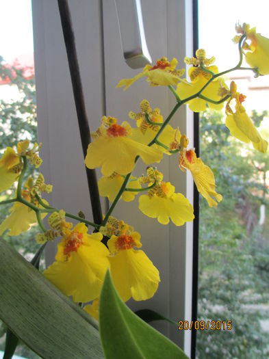 oncidium 2015.09.20