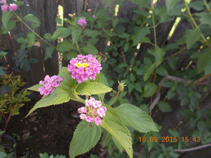 lantana mov - Lantane