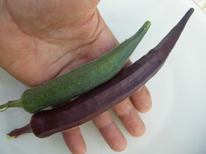  - SEMINTE BAME ROSII BURGUNDY - OKRA