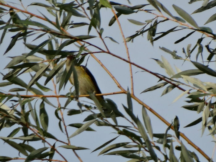 DSC00380 - vizitatorii gradinii-2015-2