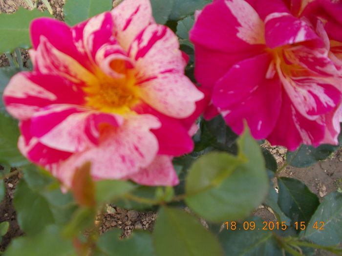 DSCN0022 - Trandafiri 2015