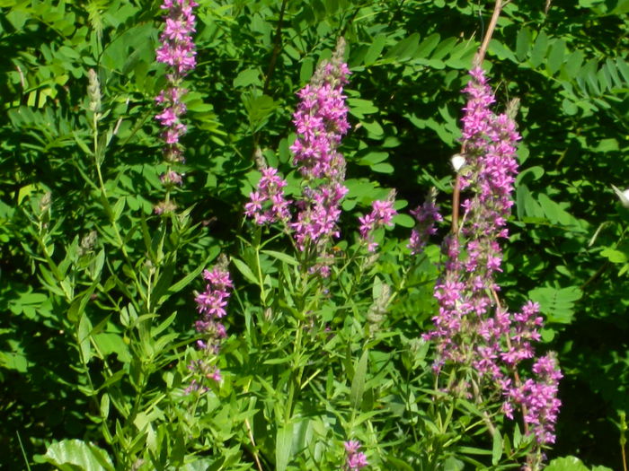 DSCN5185 - 2015_MARCA_3