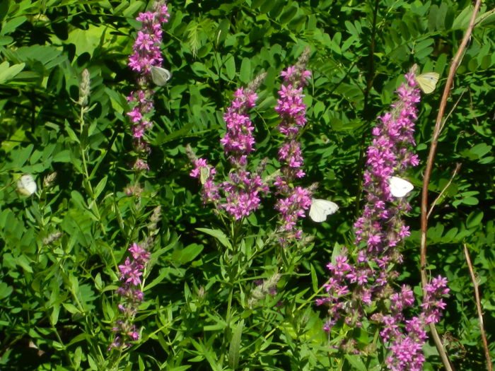 DSCN5193 - 2015_MARCA_3