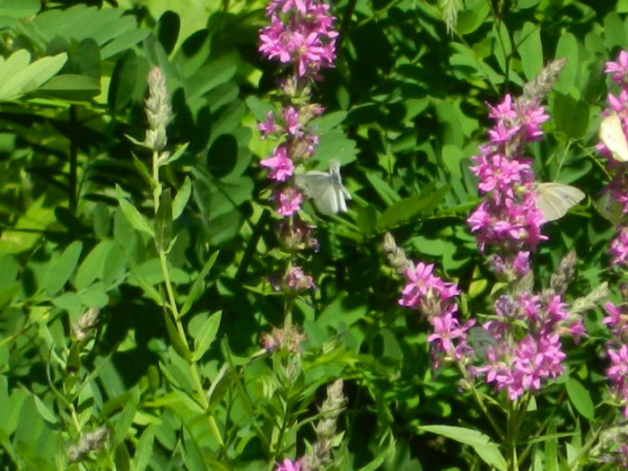 DSCN5195 - 2015_MARCA_3