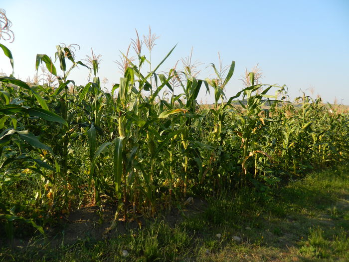 DSCN5279 - 2015_MARCA_3