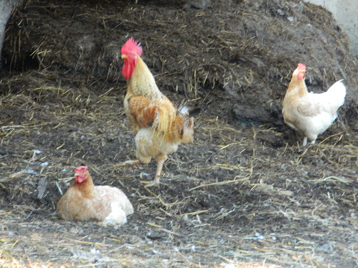 DSCN5293 - 2015_MARCA_3