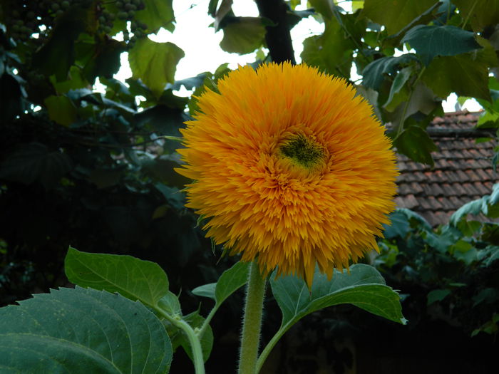 DSCN5294 - 2015_MARCA_3