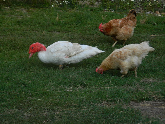 DSCN5295 - 2015_MARCA_3