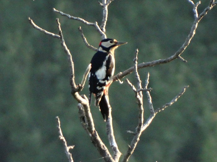 DSC00470 - vizitatorii gradinii-2015-2