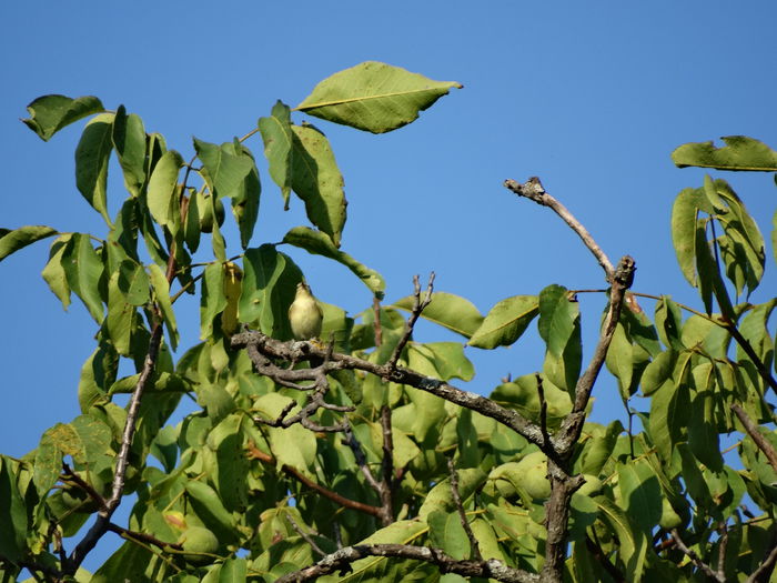 DSC00475 - vizitatorii gradinii-2015-2