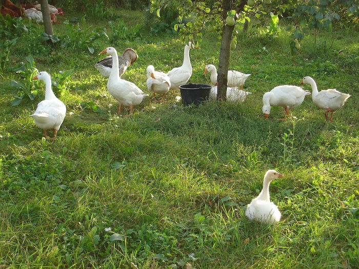 DSC00318 Boboci3 luni