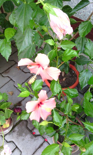 IMG_20150920_103302[1] - hibii mei