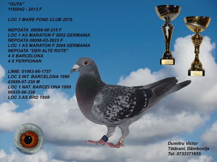 LOCUL 3 GUTA - 2015 As maraton