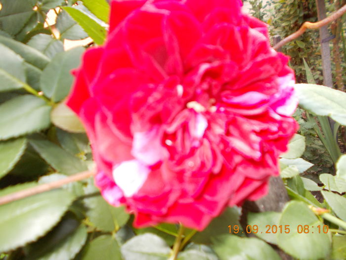 DEEP  IMPRETION - Trandafiri 2015