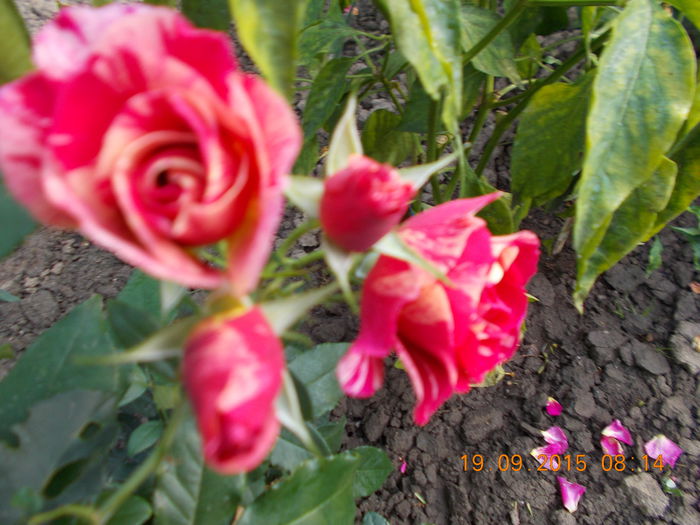 DSCN0119 - Trandafiri 2015