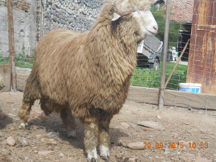 Picture 150 - Productia De Miei 2015