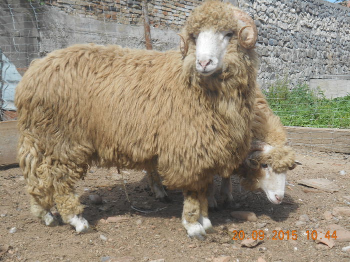 Picture 117 - Productia De Miei 2015