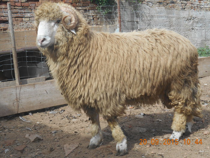 Picture 119 - Productia De Miei 2015