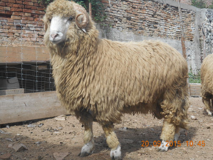 Picture 120 - Productia De Miei 2015