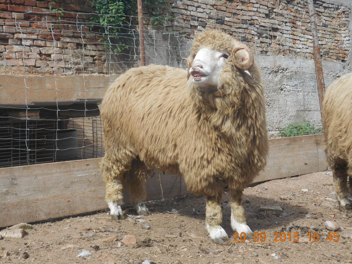 Picture 124 - Productia De Miei 2015