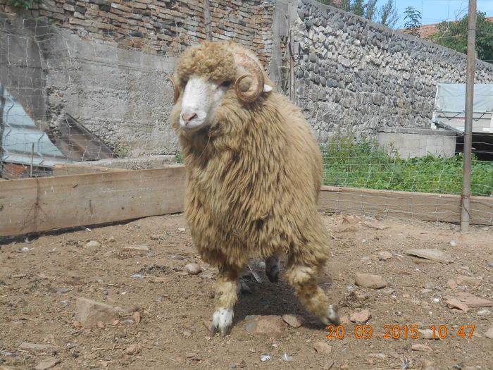 Picture 128 - Productia De Miei 2015