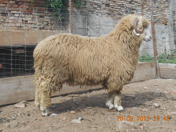 Picture 129 - Productia De Miei 2015