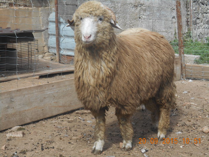 Picture 140 - Productia De Miei 2015