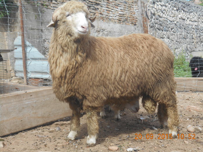 Picture 145 - Productia De Miei 2015