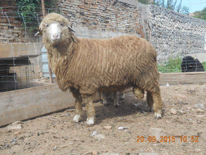 Picture 146 - Productia De Miei 2015