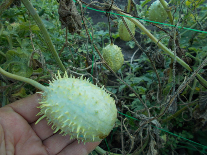  - SEMINTE CASTRAVETI - CUCUMIS ANGURIA