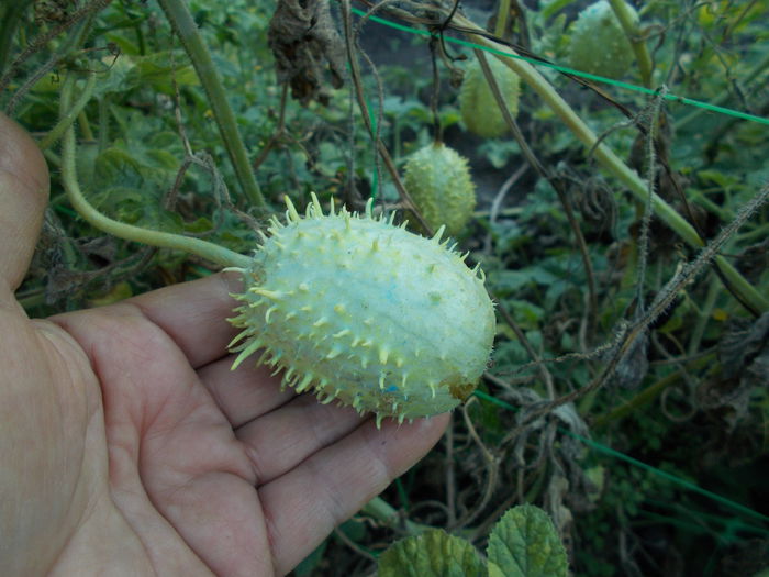  - SEMINTE CASTRAVETI - CUCUMIS ANGURIA