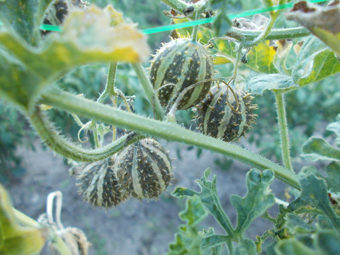  - SEMINTE CASTRAVETI - CUCUMIS MYRIOCARPUS - PADDY MELON