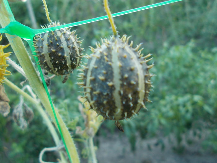  - SEMINTE CASTRAVETI - CUCUMIS MYRIOCARPUS - PADDY MELON