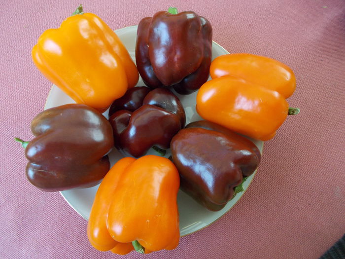  - SEMINTE ARDEI - A 08 MARON CHOCOLATE BEAUTY