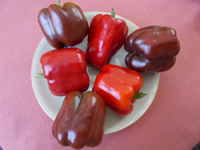  - SEMINTE ARDEI - A 08 MARON CHOCOLATE BEAUTY