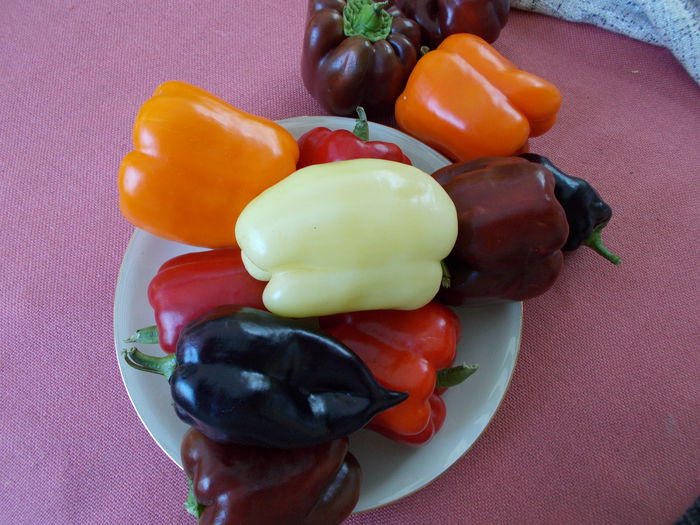  - SEMINTE ARDEI - A 08 MARON CHOCOLATE BEAUTY