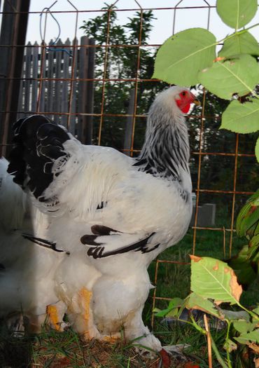 DSC00367 - 6 Tineret 2015