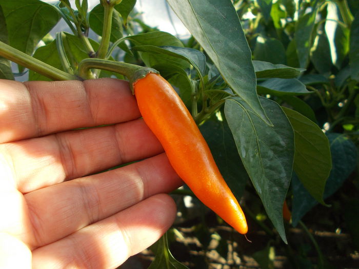 BULGARIAN CARROT - SEMINTE ARDEI IUTE CHILI