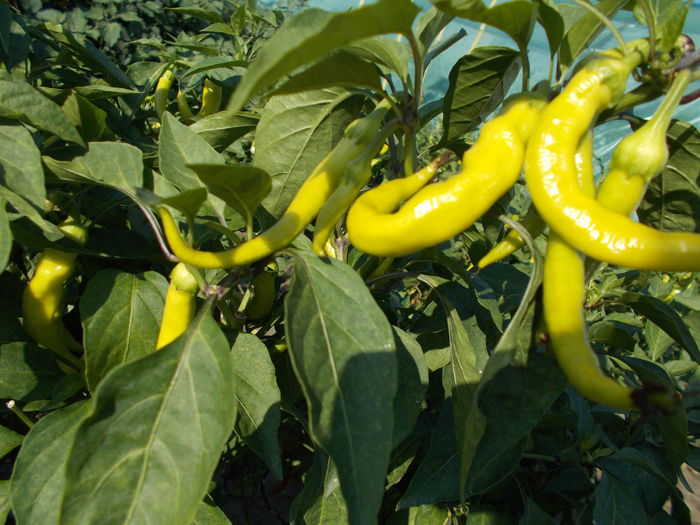 ARDEI SEMIUTE DRACULA